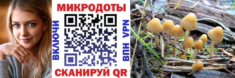 Псилоцибиновые грибы Psilocybe  Камень-на-Оби 